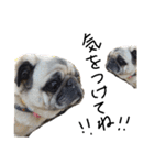 パグ犬のくぅちゃん（個別スタンプ：14）