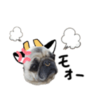 パグ犬のくぅちゃん（個別スタンプ：23）