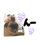パグ犬のくぅちゃん（個別スタンプ：24）