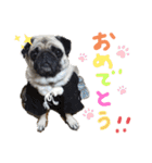 パグ犬のくぅちゃん（個別スタンプ：26）