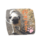 パグ犬のくぅちゃん（個別スタンプ：29）