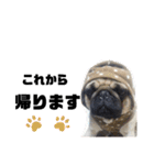 パグ犬のくぅちゃん（個別スタンプ：30）