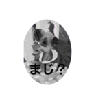 しょうちゃん①(出目金)（個別スタンプ：3）
