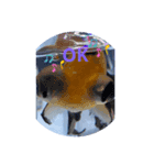 しょうちゃん①(出目金)（個別スタンプ：4）