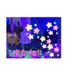 しょうちゃん①(出目金)（個別スタンプ：5）