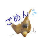 インコのリモン2（個別スタンプ：4）