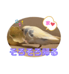 インコのリモン2（個別スタンプ：5）