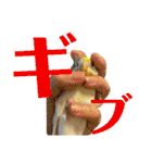 インコのリモン2（個別スタンプ：6）