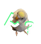 インコのリモン2（個別スタンプ：7）