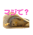 インコのリモン2（個別スタンプ：10）