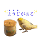 インコのリモン2（個別スタンプ：11）