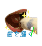 インコのリモン2（個別スタンプ：12）