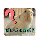 インコのリモン2（個別スタンプ：14）