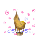 インコのリモン2（個別スタンプ：16）