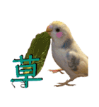 インコのリモン2（個別スタンプ：20）