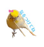 インコのリモン2（個別スタンプ：21）