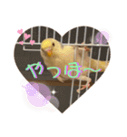 インコのリモン2（個別スタンプ：22）