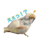 インコのリモン2（個別スタンプ：23）
