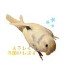 インコのリモン2（個別スタンプ：24）