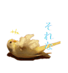 インコのリモン2（個別スタンプ：25）