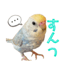 インコのリモン2（個別スタンプ：26）
