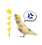 インコのリモン2（個別スタンプ：27）