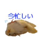 インコのリモン2（個別スタンプ：28）