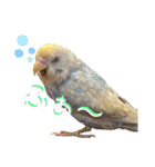 インコのリモン2（個別スタンプ：29）