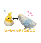 インコのリモン2（個別スタンプ：30）