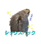 インコのリモン2（個別スタンプ：31）