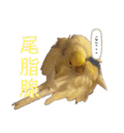 インコのリモン2（個別スタンプ：32）