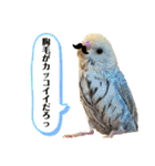 インコのリモン2（個別スタンプ：34）