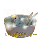 インコのリモン2（個別スタンプ：35）
