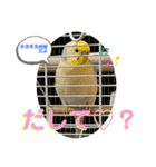 インコのリモン2（個別スタンプ：36）