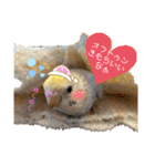 インコのリモン2（個別スタンプ：37）