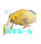 インコのリモン2（個別スタンプ：38）