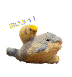 インコのリモン2（個別スタンプ：39）