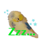 インコのリモン2（個別スタンプ：40）
