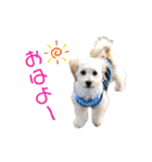 ワンコ【ろく＆ふうた】（個別スタンプ：1）