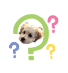 ワンコ【ろく＆ふうた】（個別スタンプ：7）