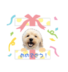 ワンコ【ろく＆ふうた】（個別スタンプ：23）