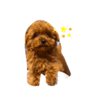 Poohの日常（個別スタンプ：9）