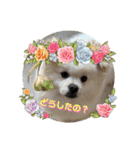 レフラースタンプ3（個別スタンプ：15）