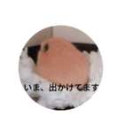 キンクマハムスター の 金ちゃん（個別スタンプ：1）