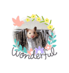 キンクマハムスター の 金ちゃん（個別スタンプ：3）