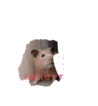 キンクマハムスター の 金ちゃん（個別スタンプ：4）