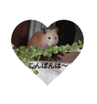 キンクマハムスター の 金ちゃん（個別スタンプ：6）