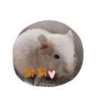 キンクマハムスター の 金ちゃん（個別スタンプ：7）