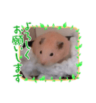 キンクマハムスター の 金ちゃん（個別スタンプ：9）