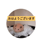 キンクマハムスター の 金ちゃん（個別スタンプ：10）